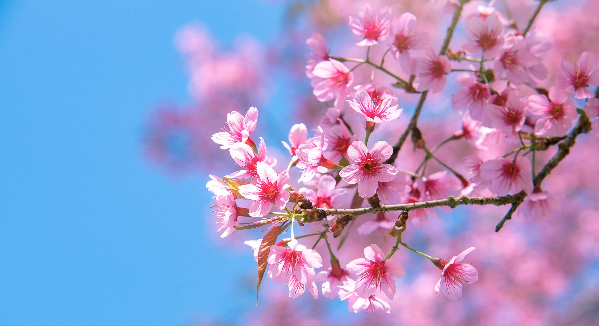 Cherry blossom tree in full bloom for the spring time.