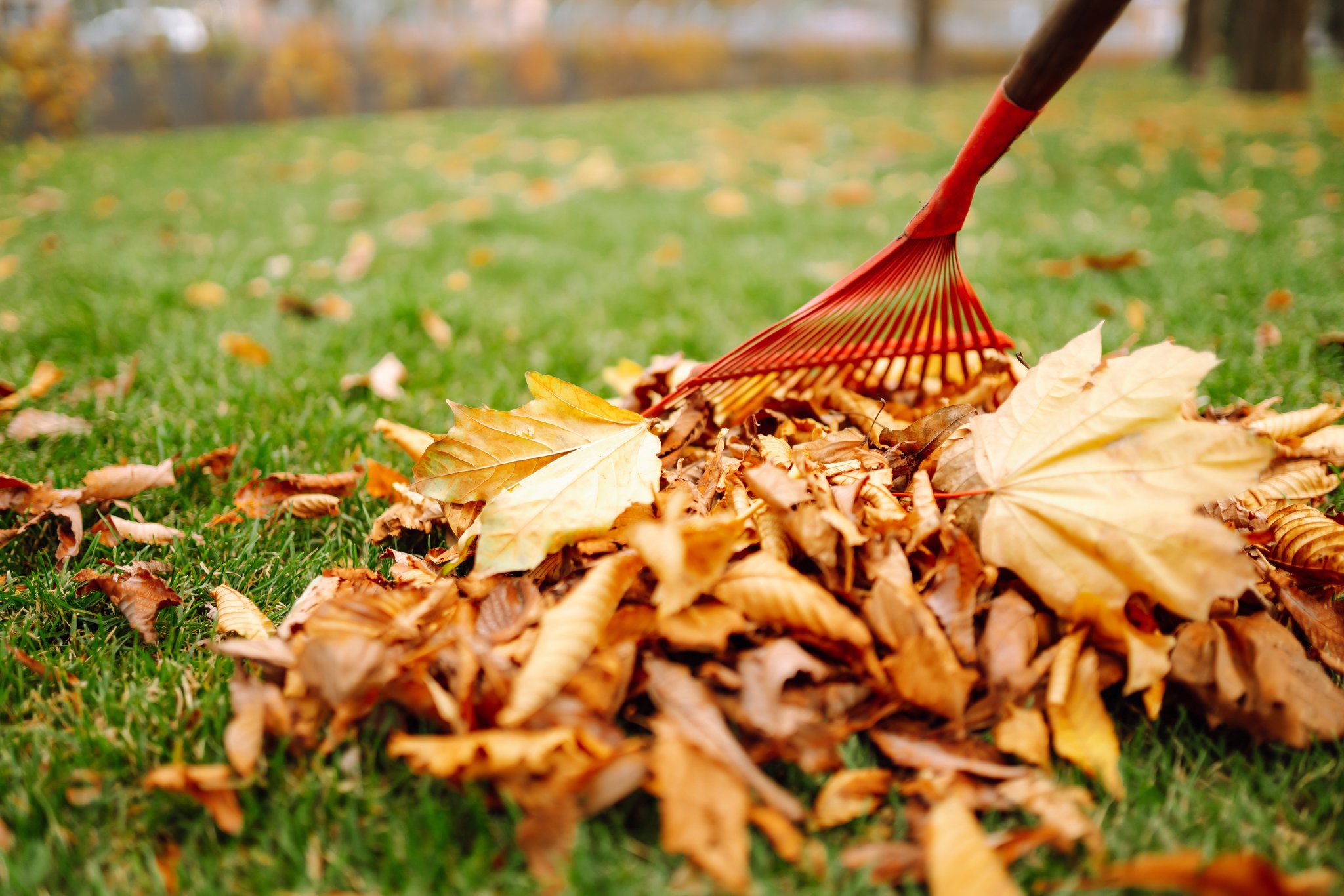 A lawn with leaves being raked.  