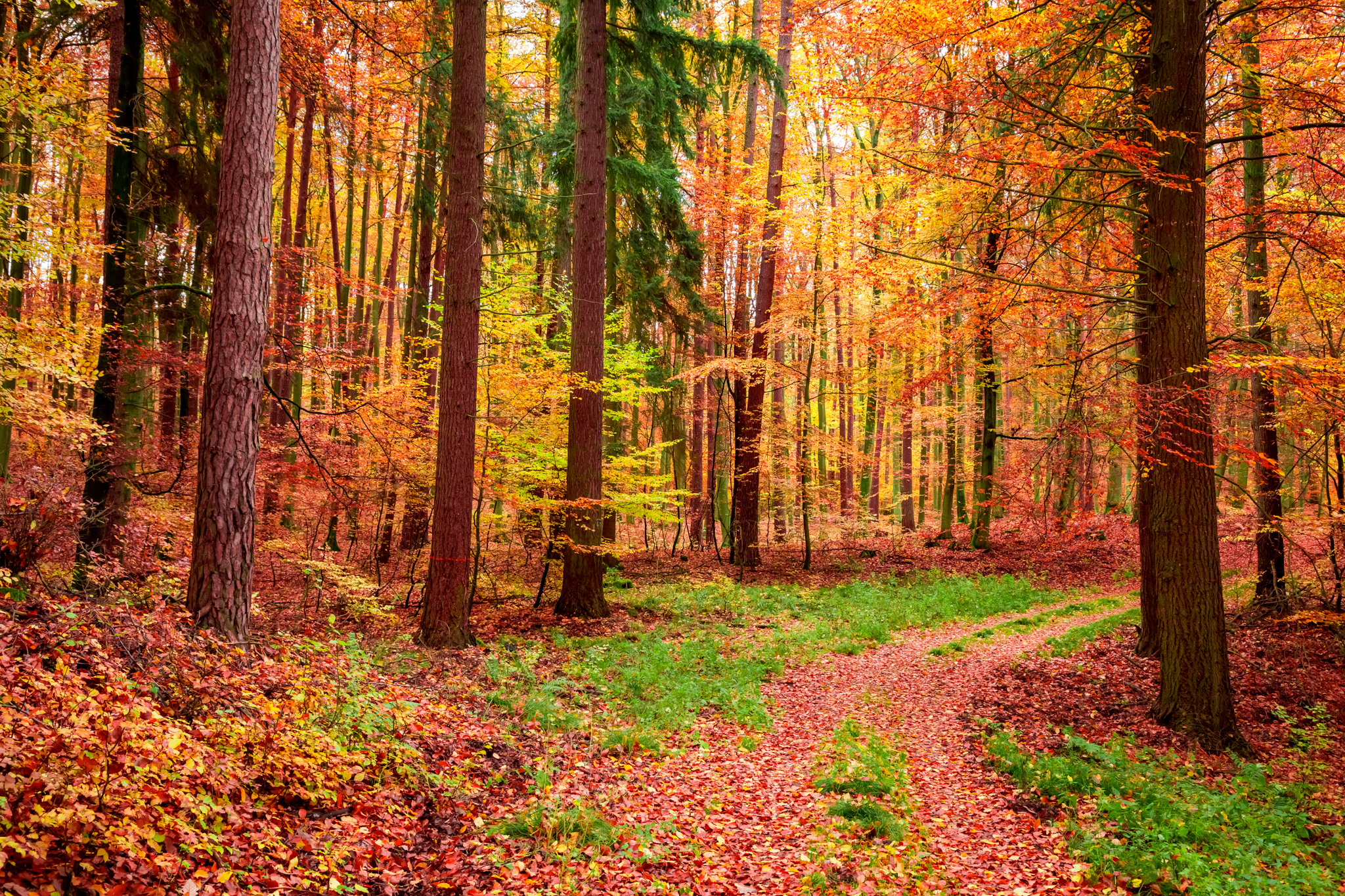 Path in a forest surrounded by trees the have changed color as fall has arrived.